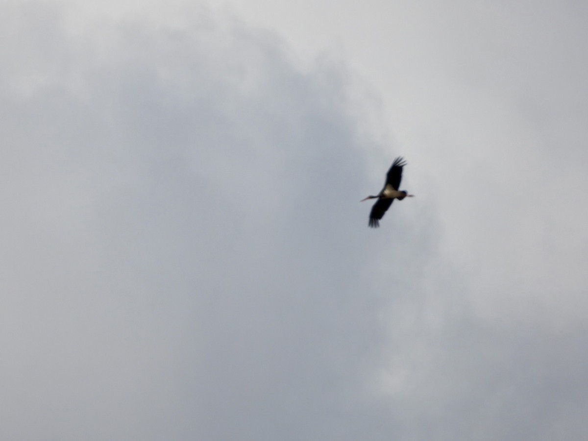 svartstork - ML638786399