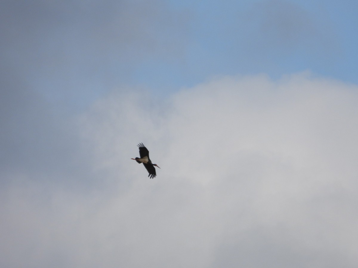 svartstork - ML638786400