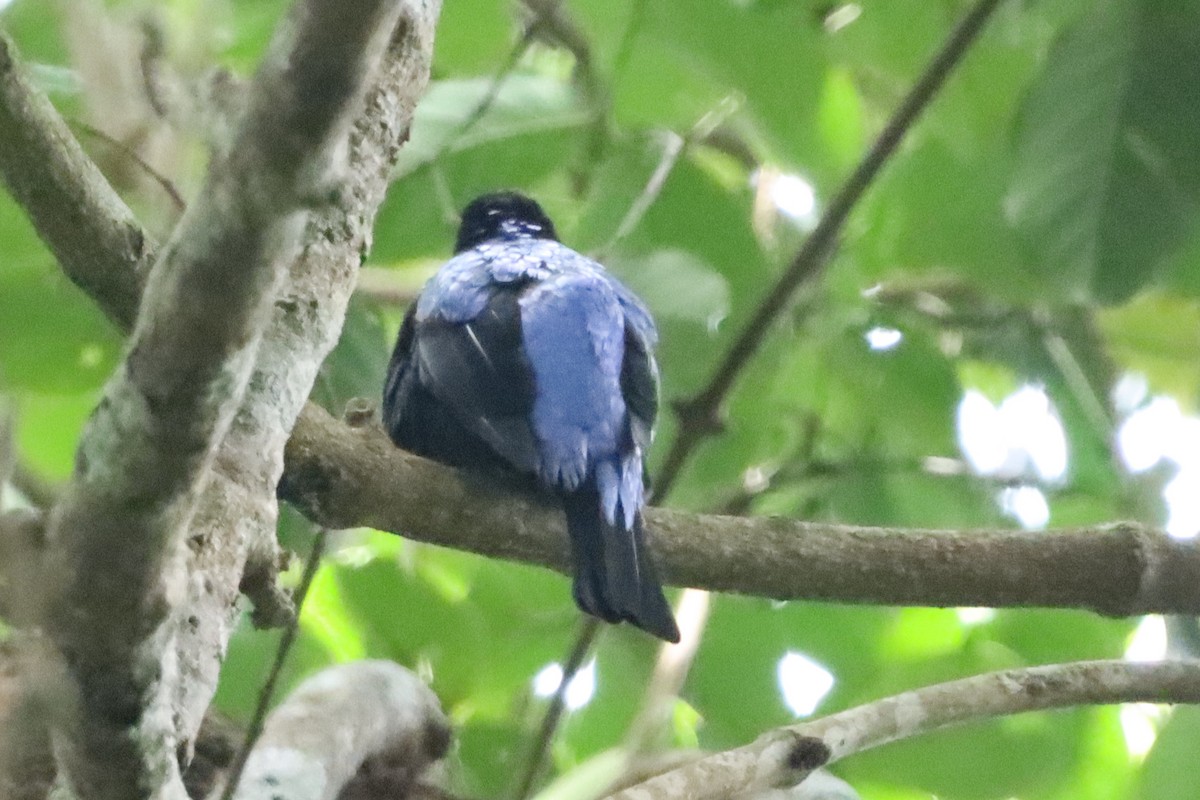 Asian Fairy-bluebird - ML638786411