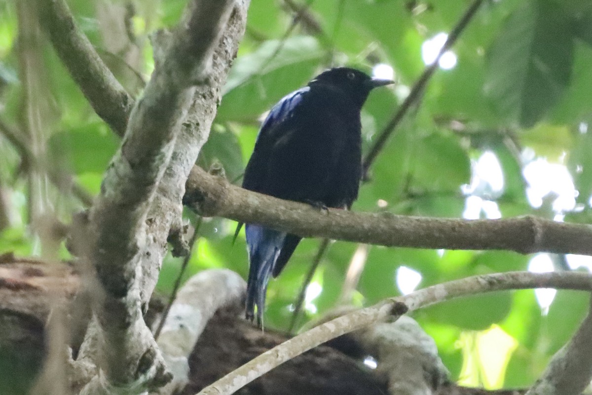 Asian Fairy-bluebird - ML638786412
