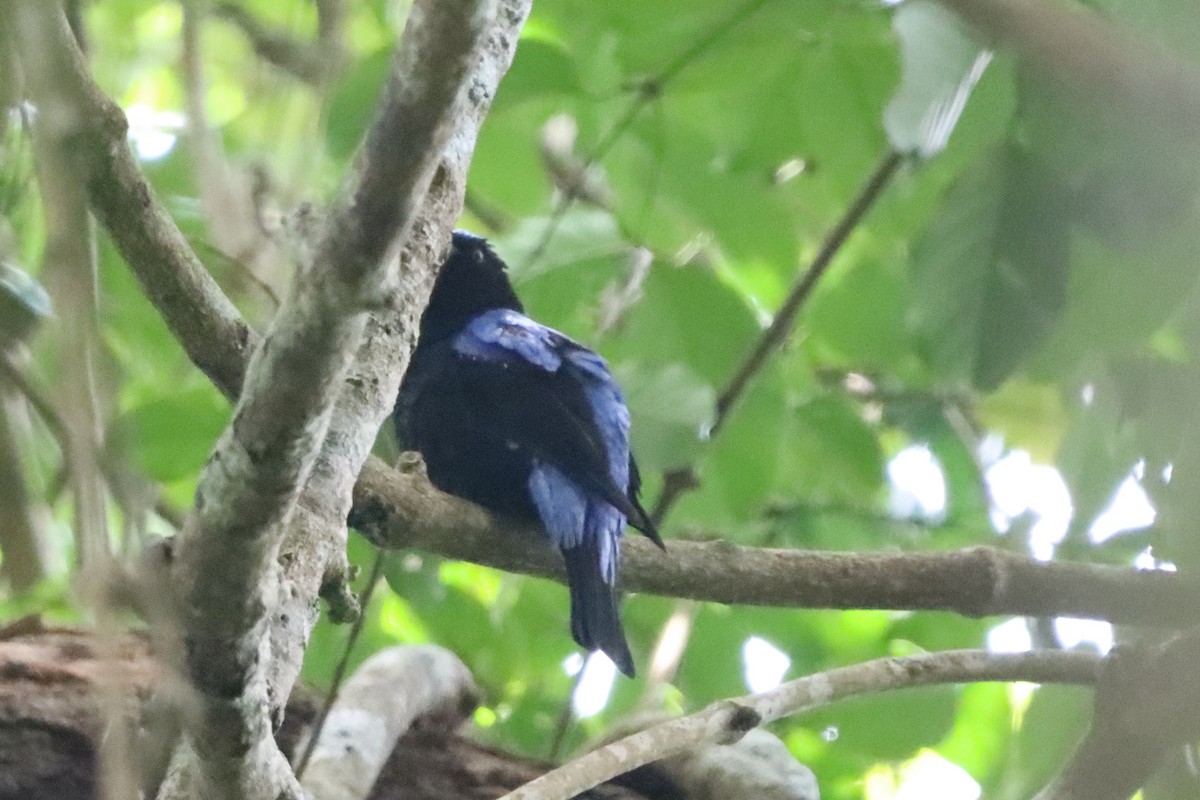 Asian Fairy-bluebird - ML638786413