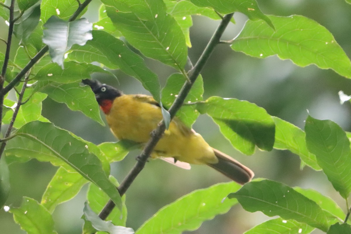 Bulbul Crestinegro - ML638786436