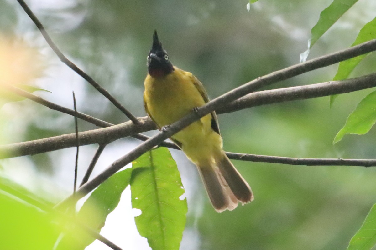 Bulbul Crestinegro - ML638786437