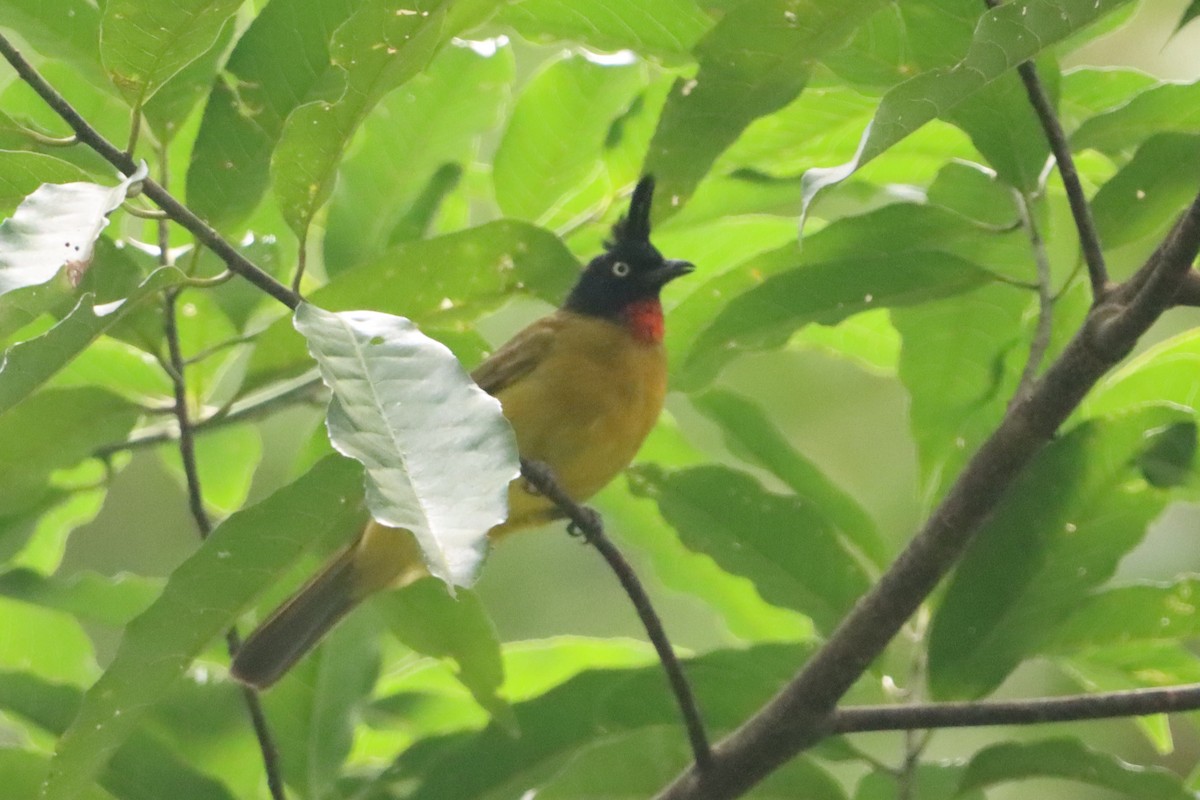 Bulbul Crestinegro - ML638786438