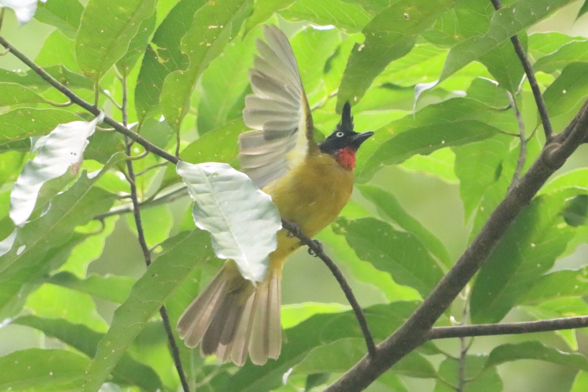 Bulbul Crestinegro - ML638786439