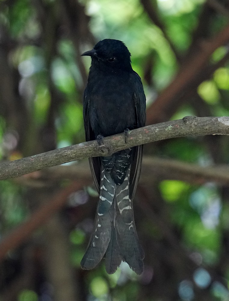 Fork-tailed Drongo-Cuckoo - ML638786456