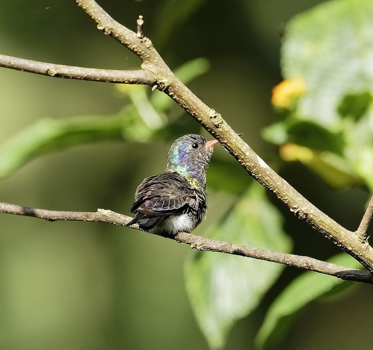 White-chinned Sapphire - ML638786519