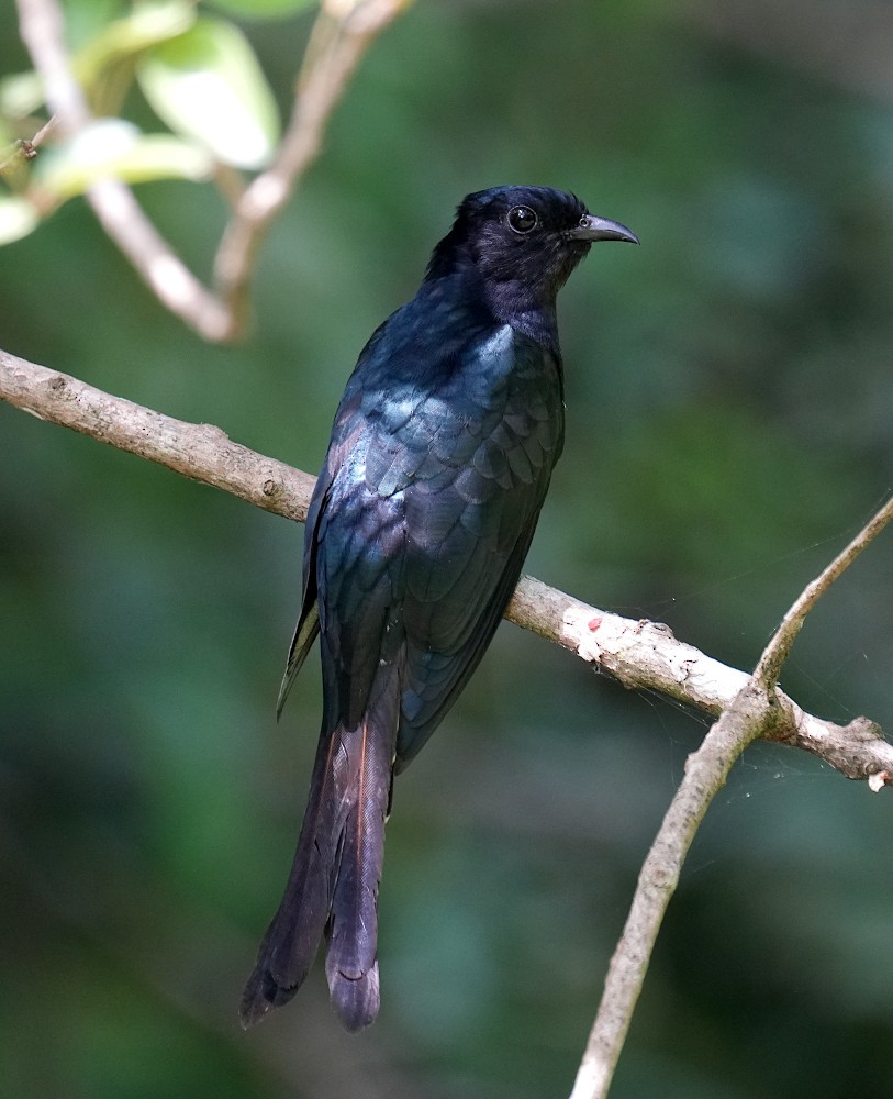 Fork-tailed Drongo-Cuckoo - ML638786553
