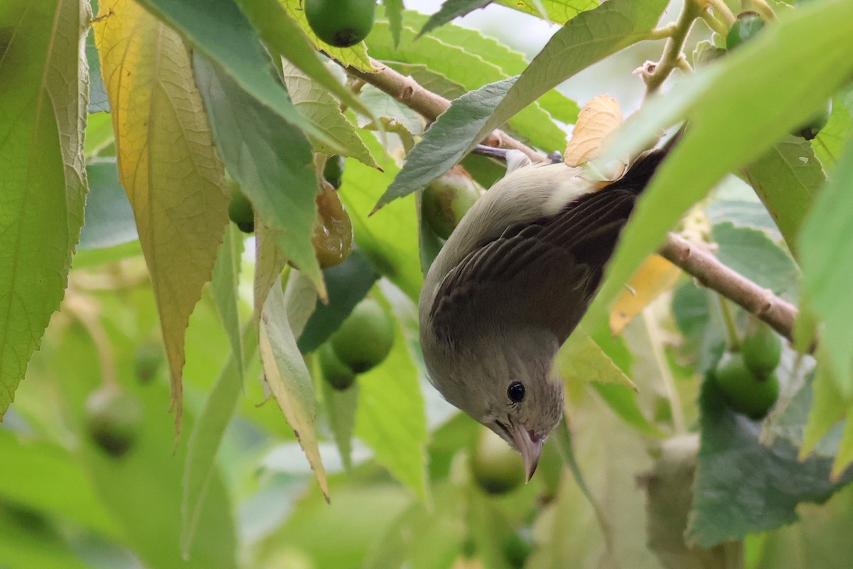Pale-billed Flowerpecker - ML638786554