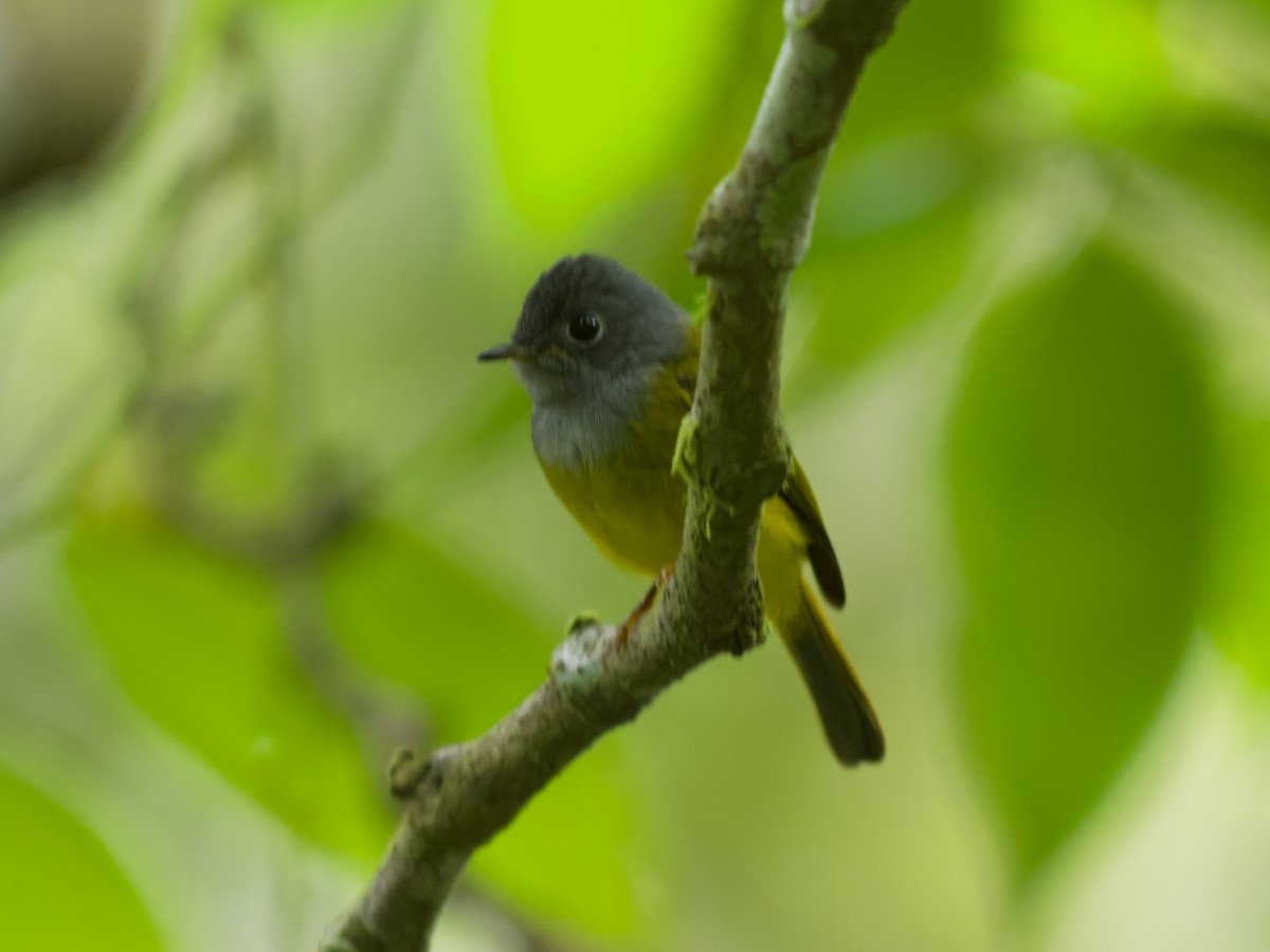 Gray-headed Canary-Flycatcher - ML638786562