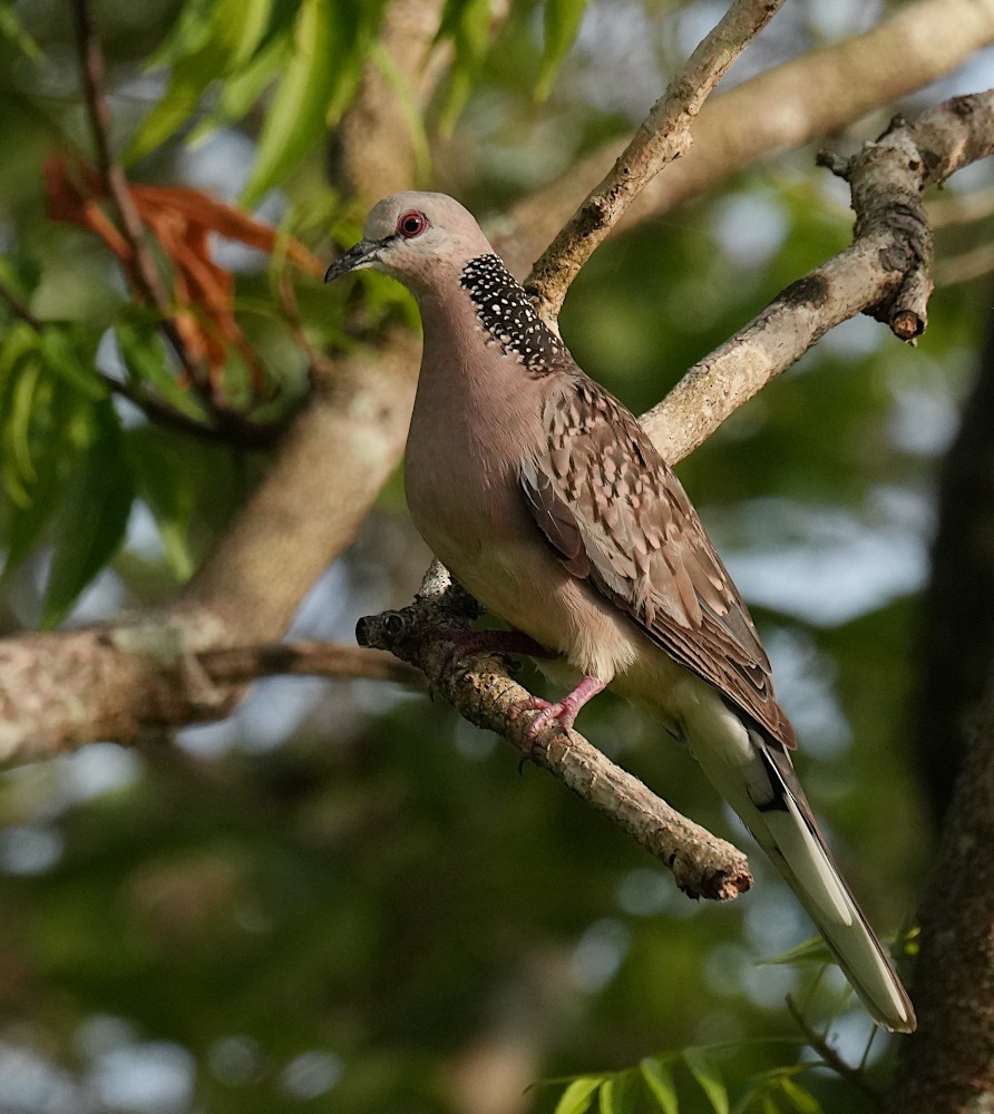 Spotted Dove - ML638786620