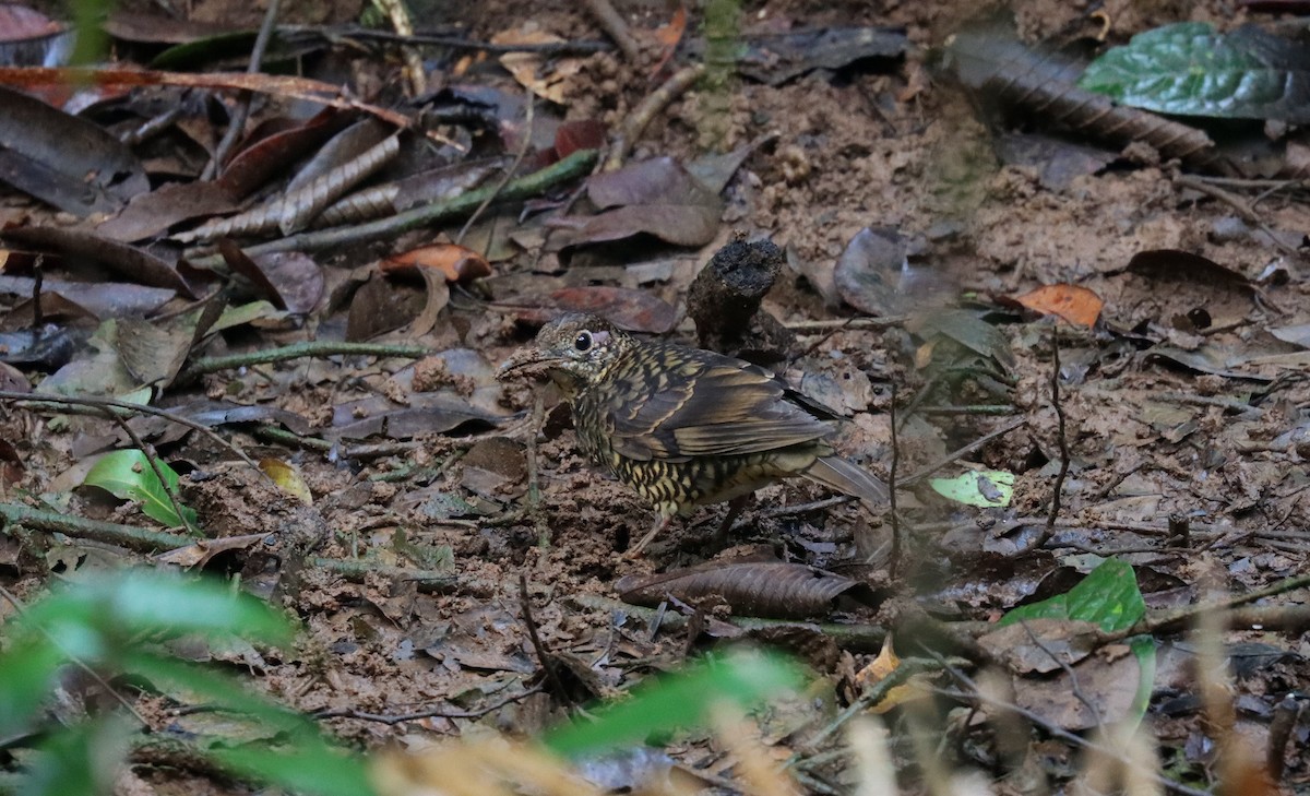 Sri Lanka Thrush - ML638786669