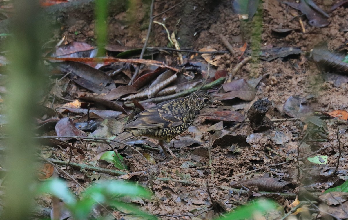 Sri Lanka Thrush - ML638786670