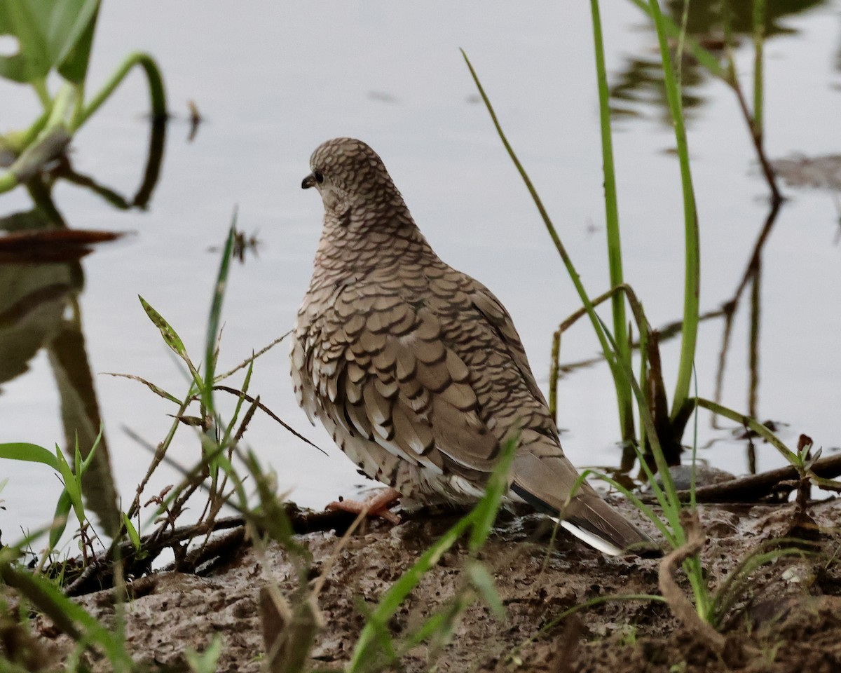 Scaled Dove - ML638786697