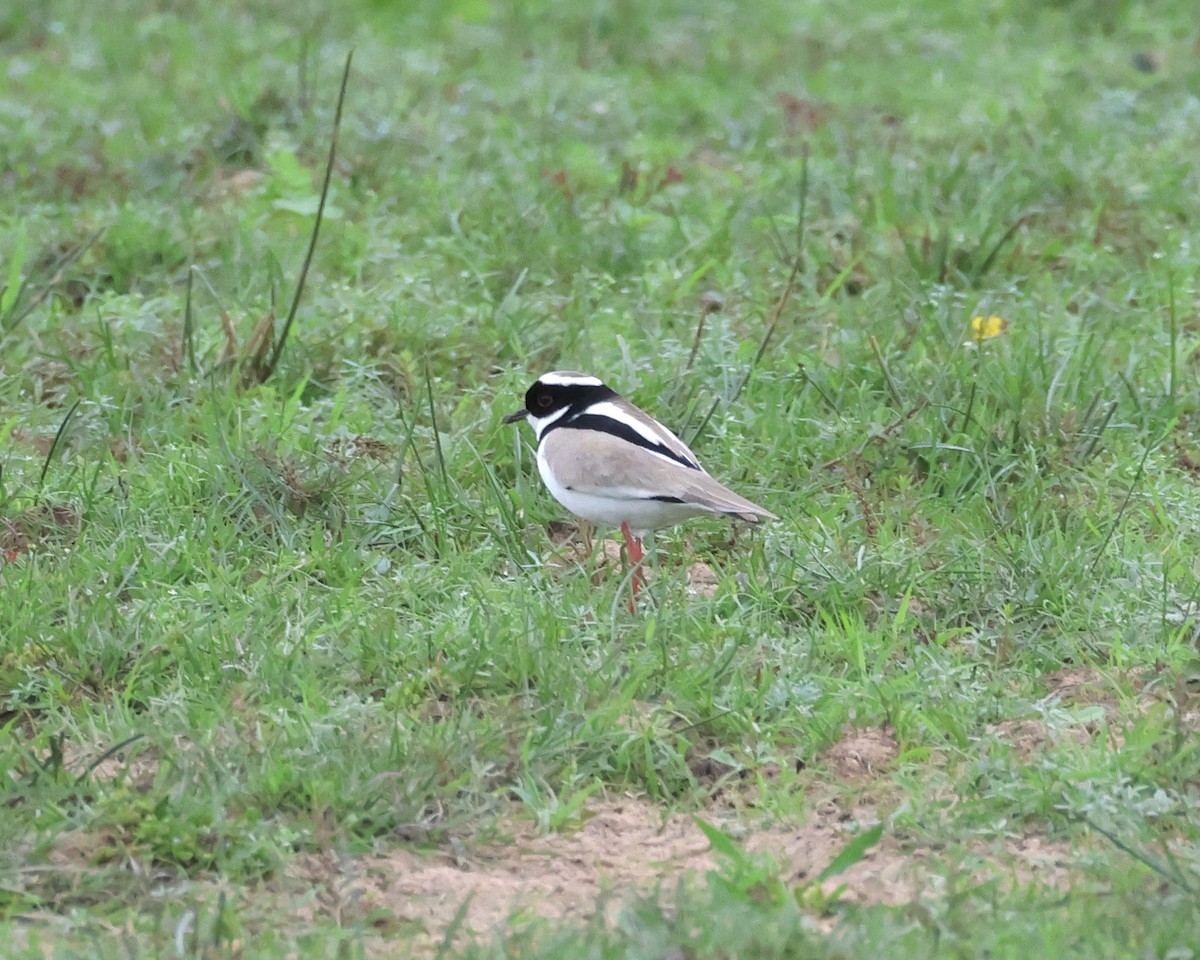 Pied Plover - ML638786699