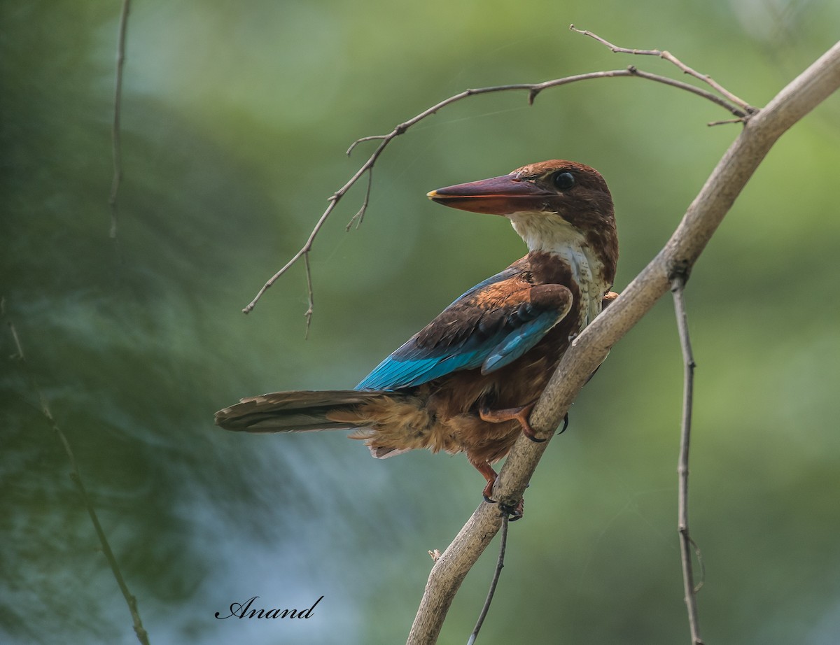 White-throated Kingfisher - ML638786700