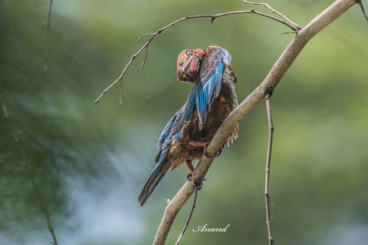 White-throated Kingfisher - ML638786707