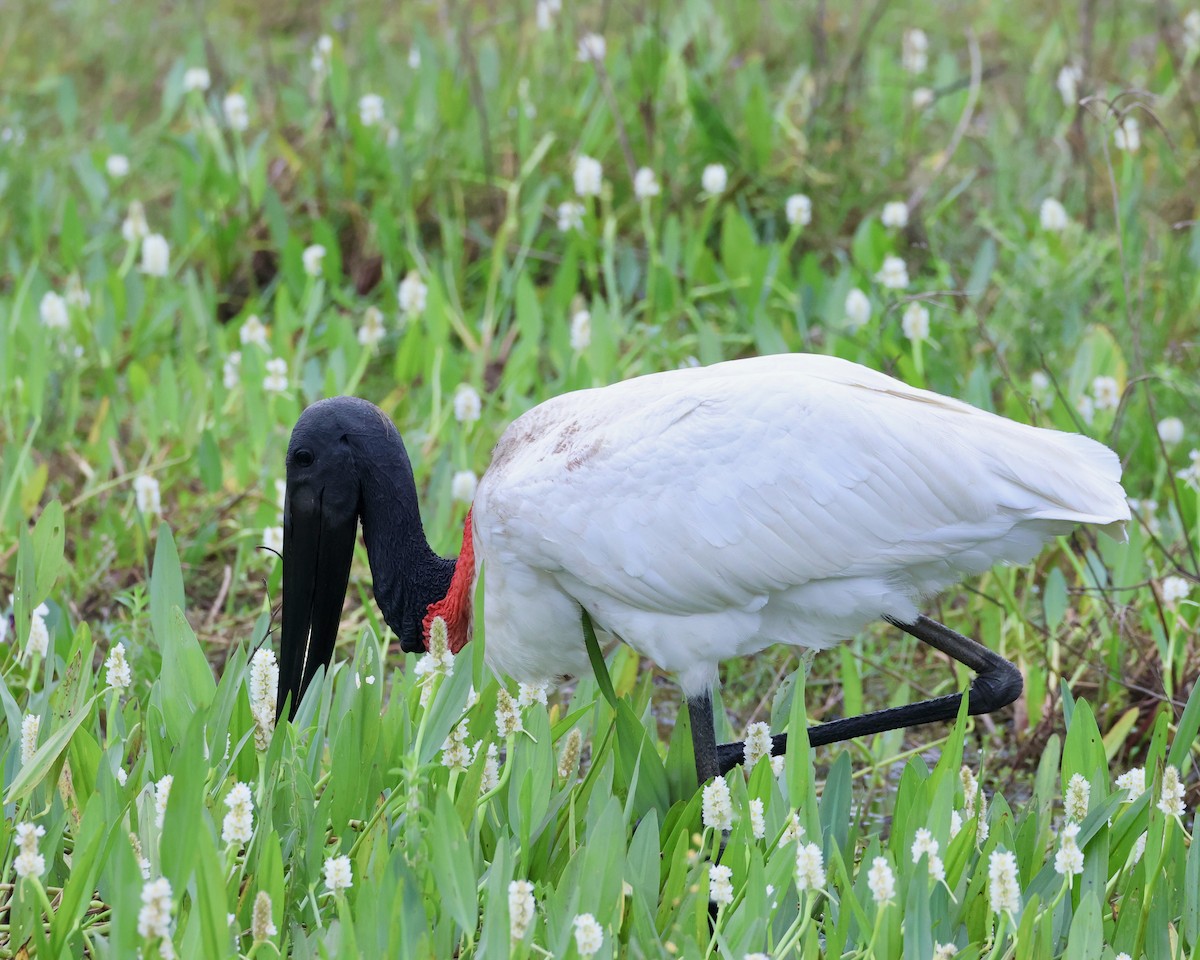 Jabiru - ML638786710
