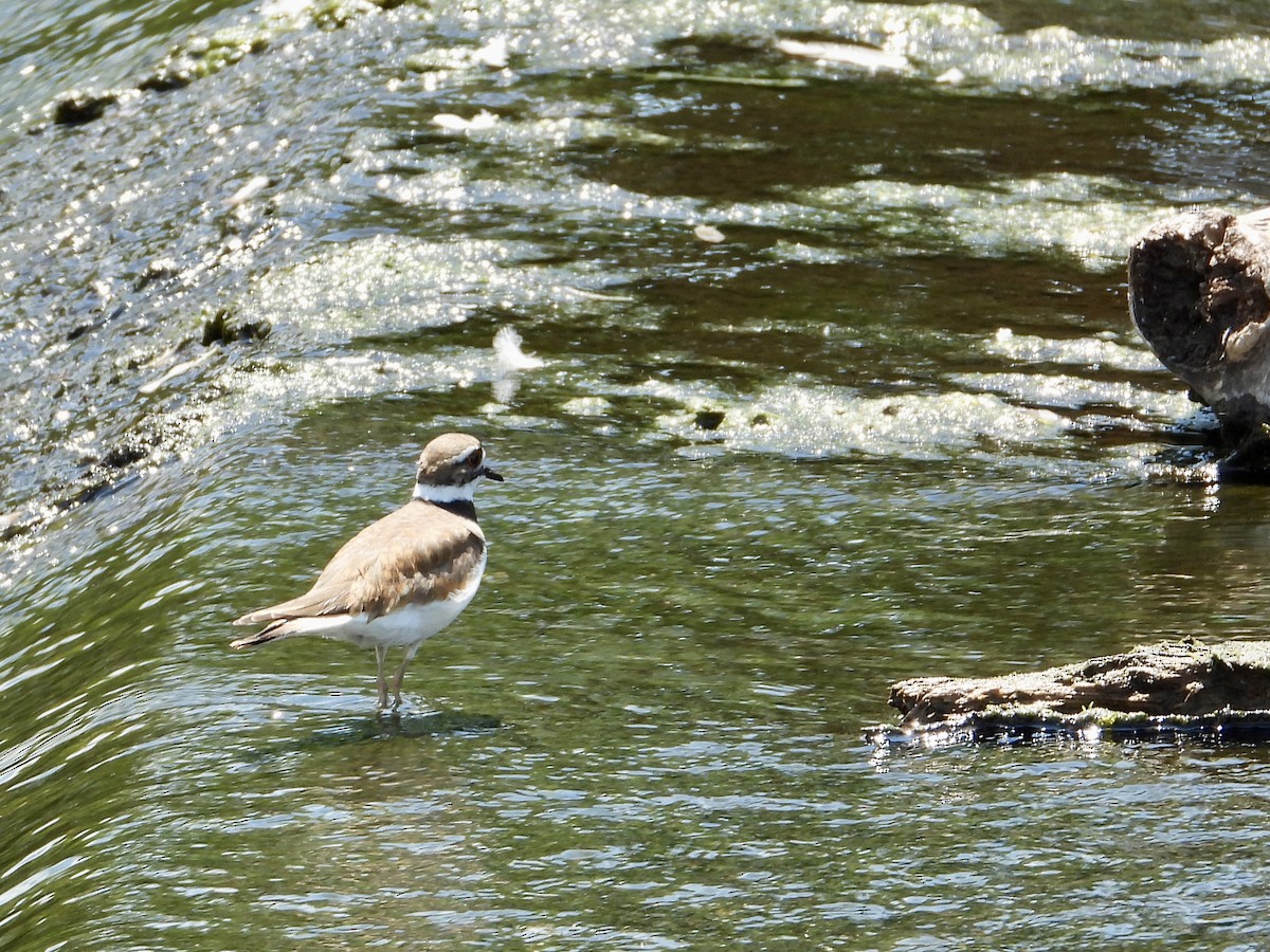 Killdeer - ML638786711