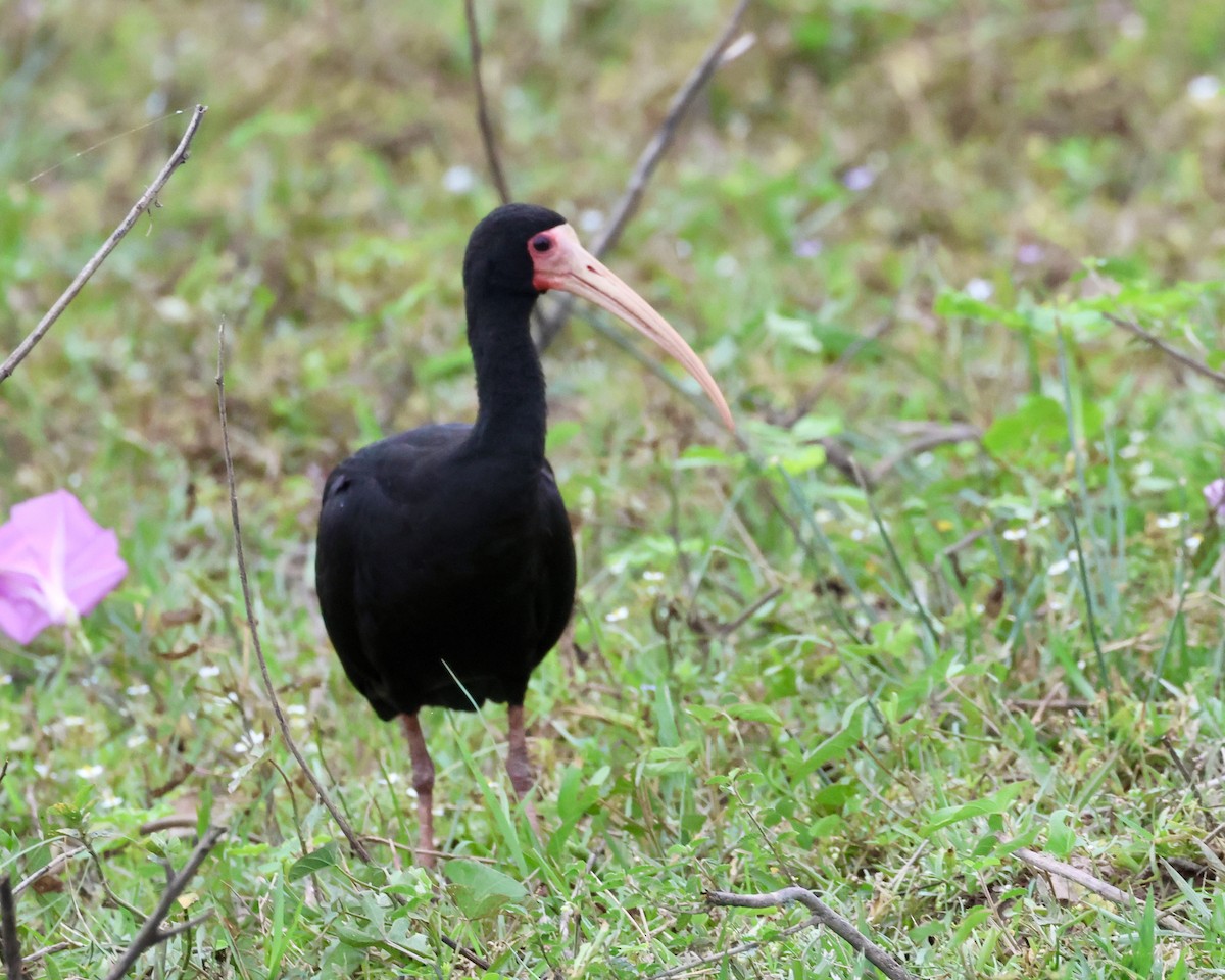 Bare-faced Ibis - ML638786714