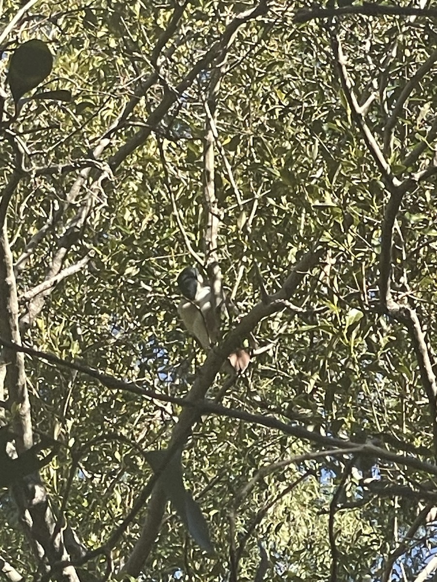 Nankeen Night Heron - ML638786717