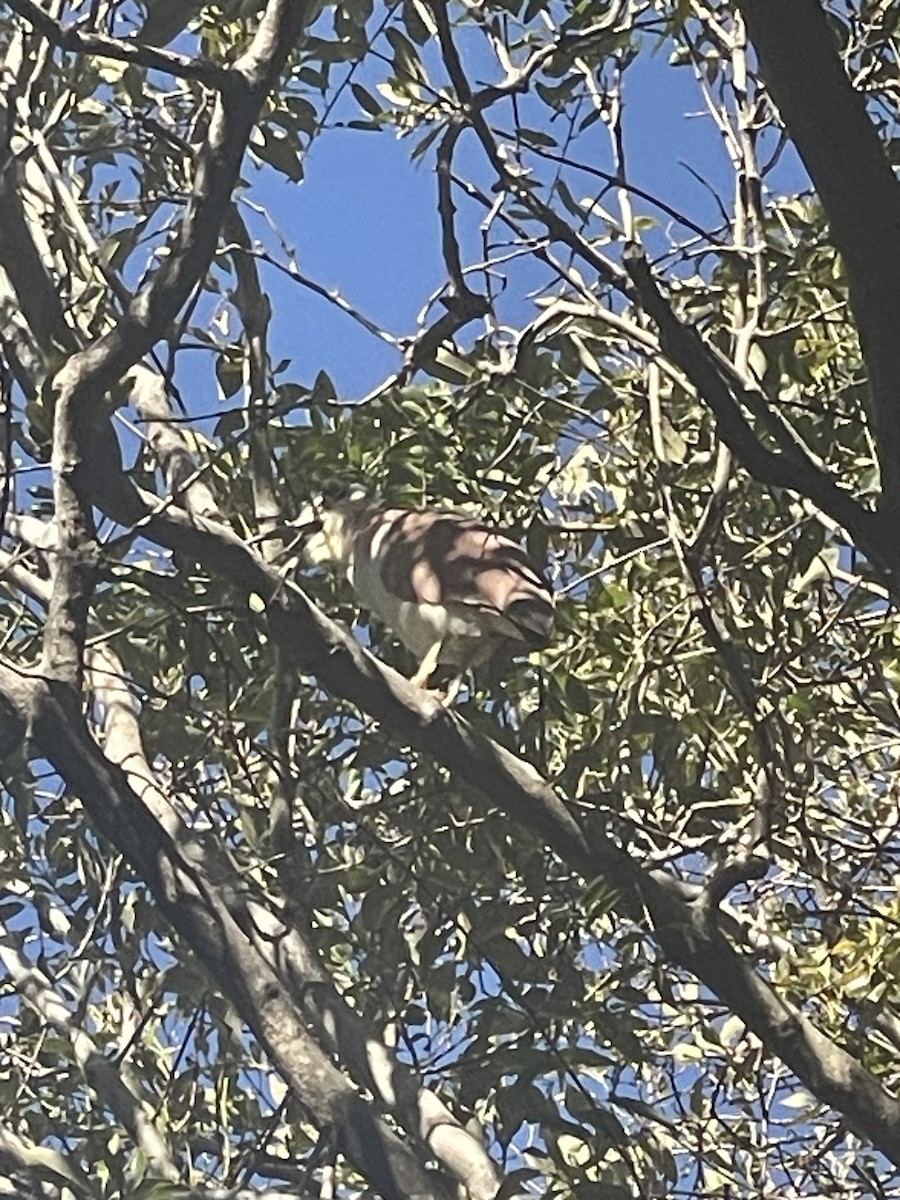 Nankeen Night Heron - ML638786718