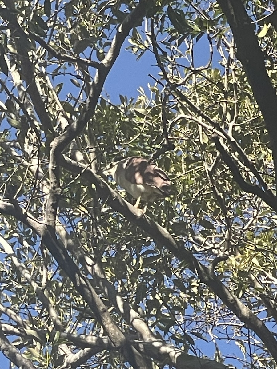 Nankeen Night Heron - ML638786719
