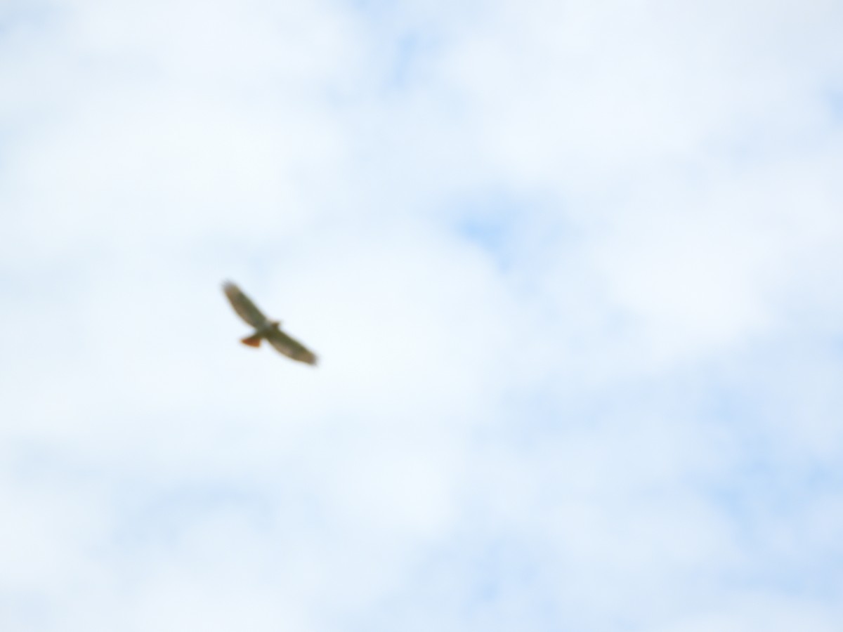 Red-tailed Hawk - ML638786724