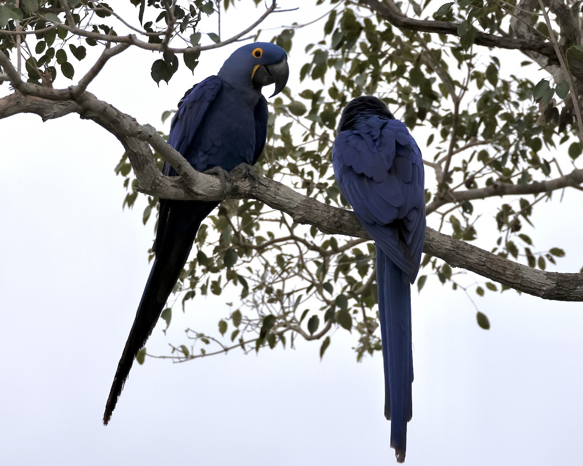 Hyacinth Macaw - ML638786734