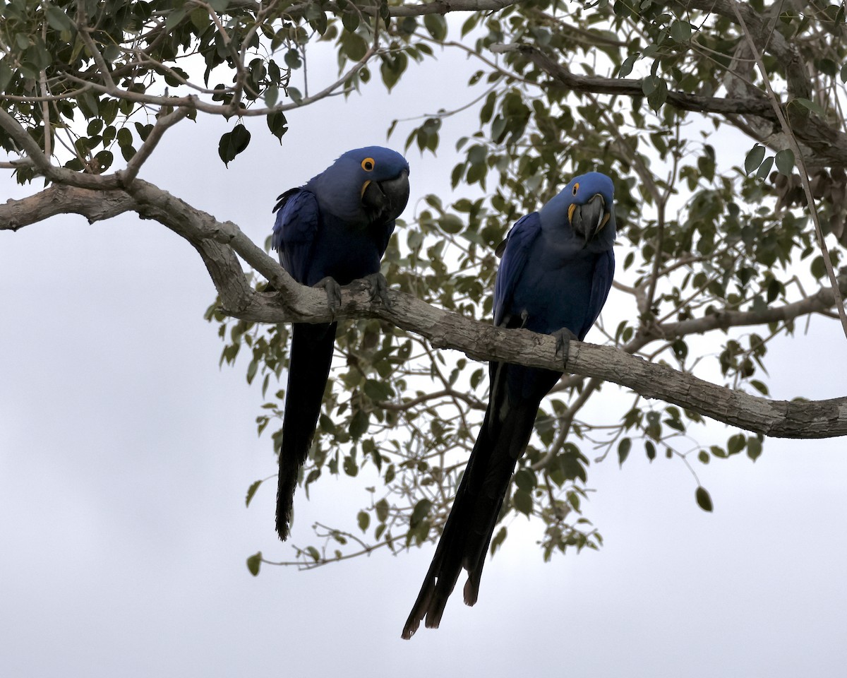 Hyacinth Macaw - ML638786735