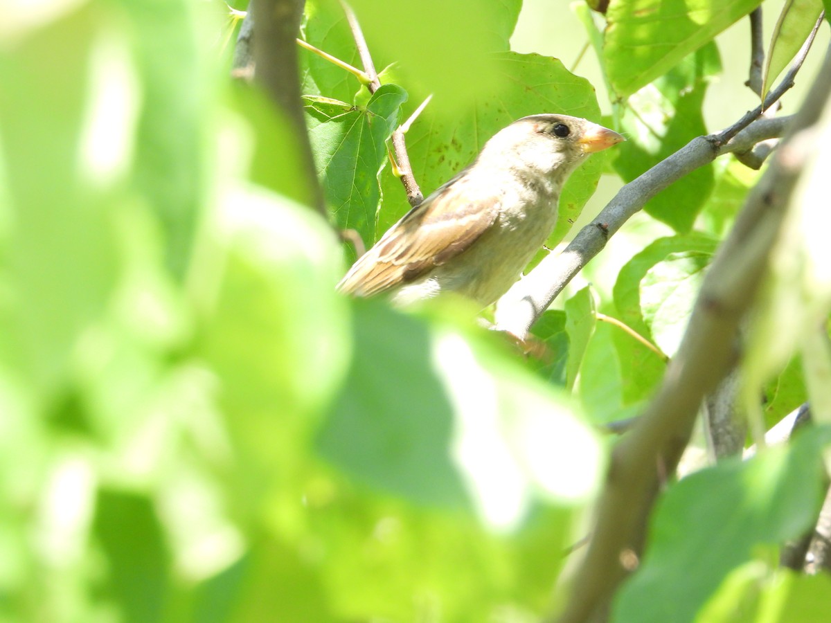 Northern Cardinal - ML638786736