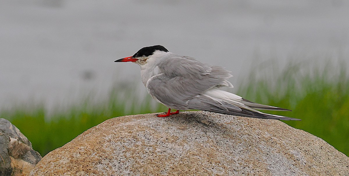 Common Tern - ML638786761