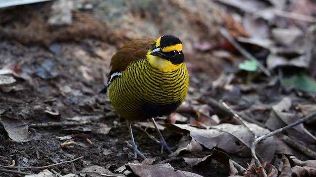 Bornean Banded-Pitta - ML638786770