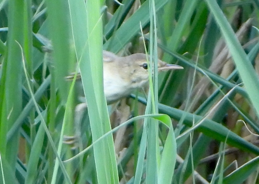 Great Reed Warbler - ML638786781