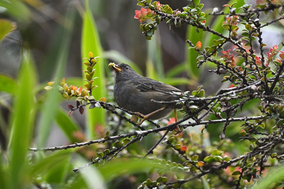 Peg-billed Finch - ML638786788