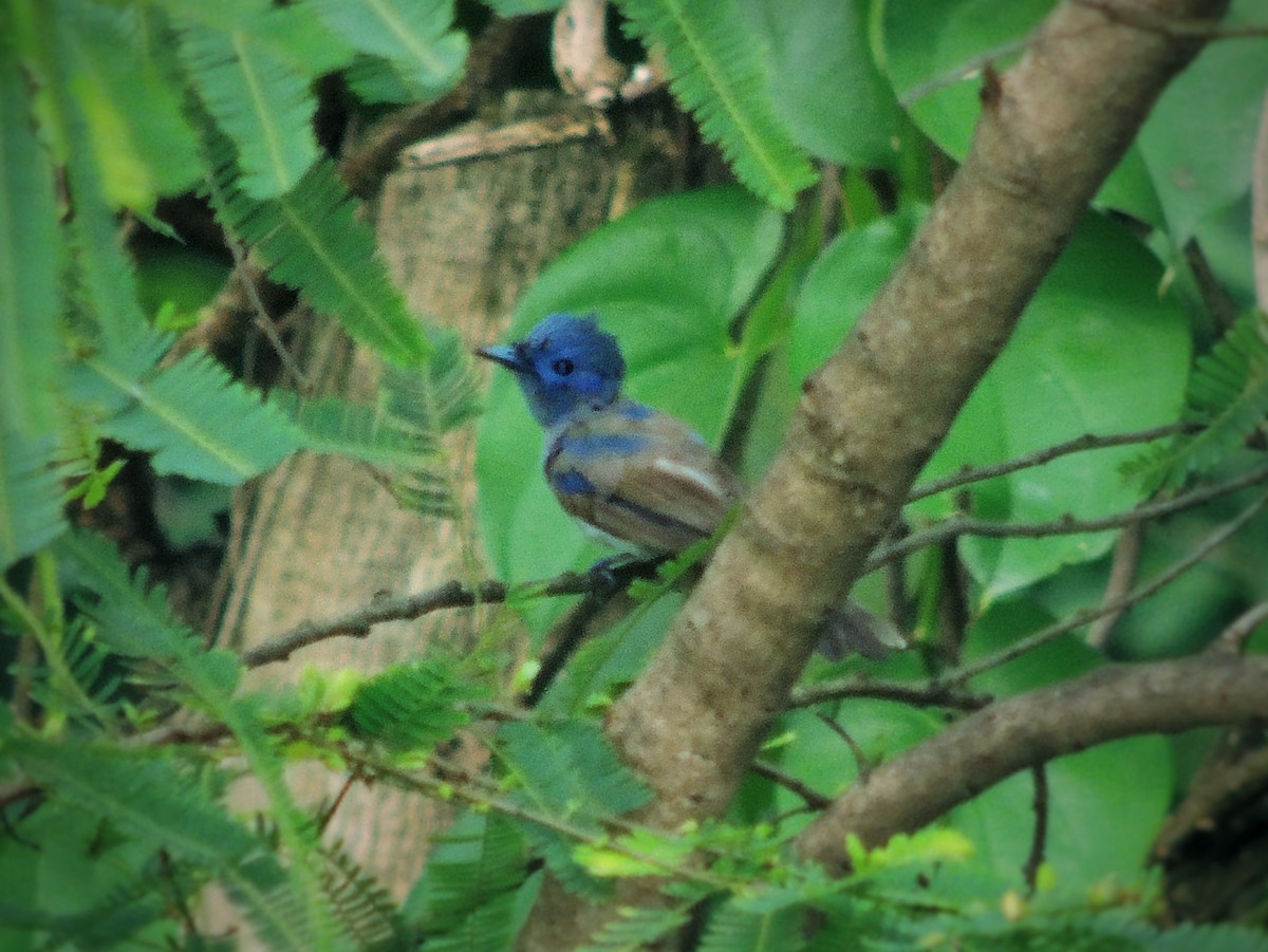 Black-naped Monarch - ML638786790