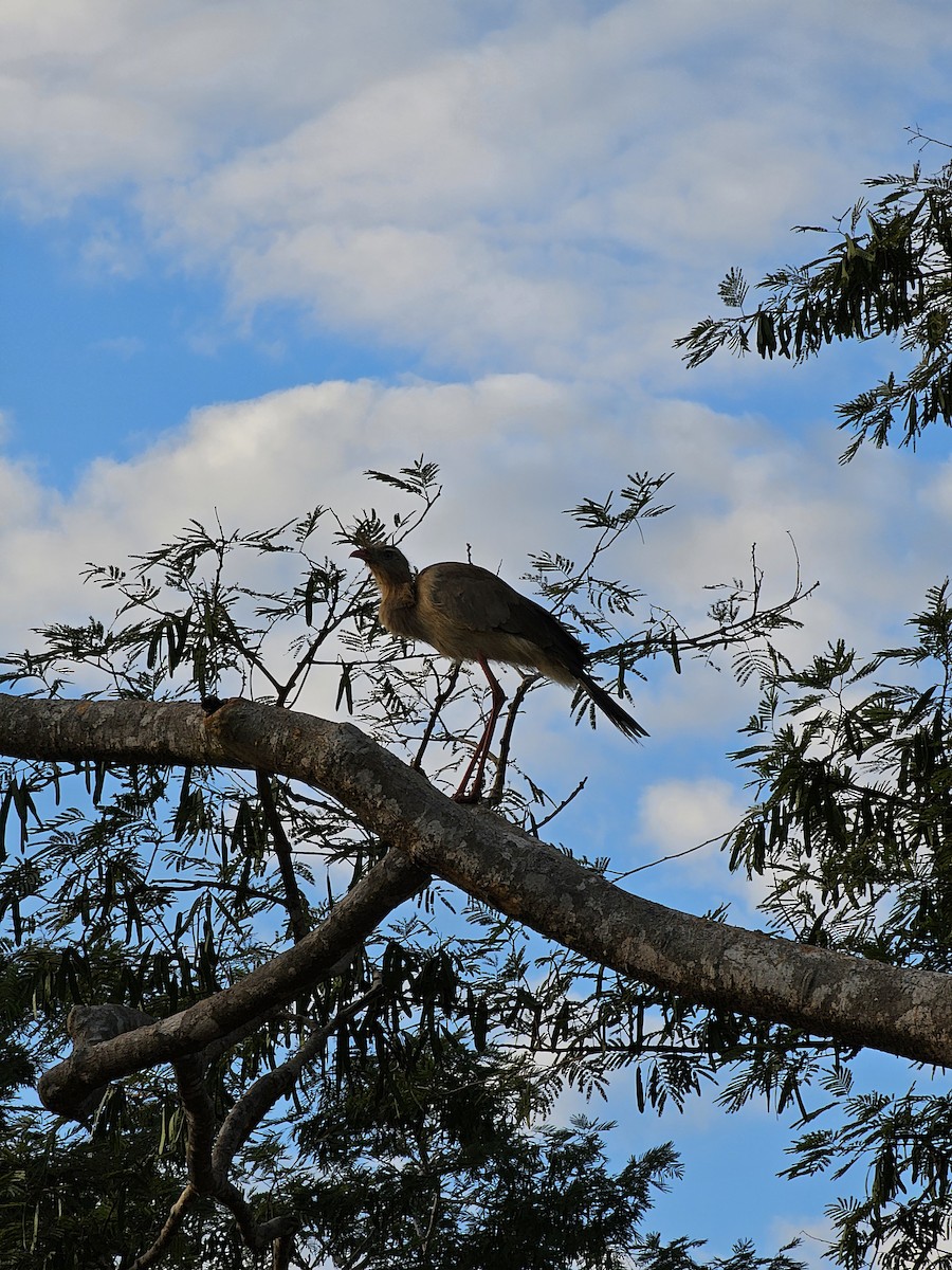 Red-legged Seriema - ML638786797
