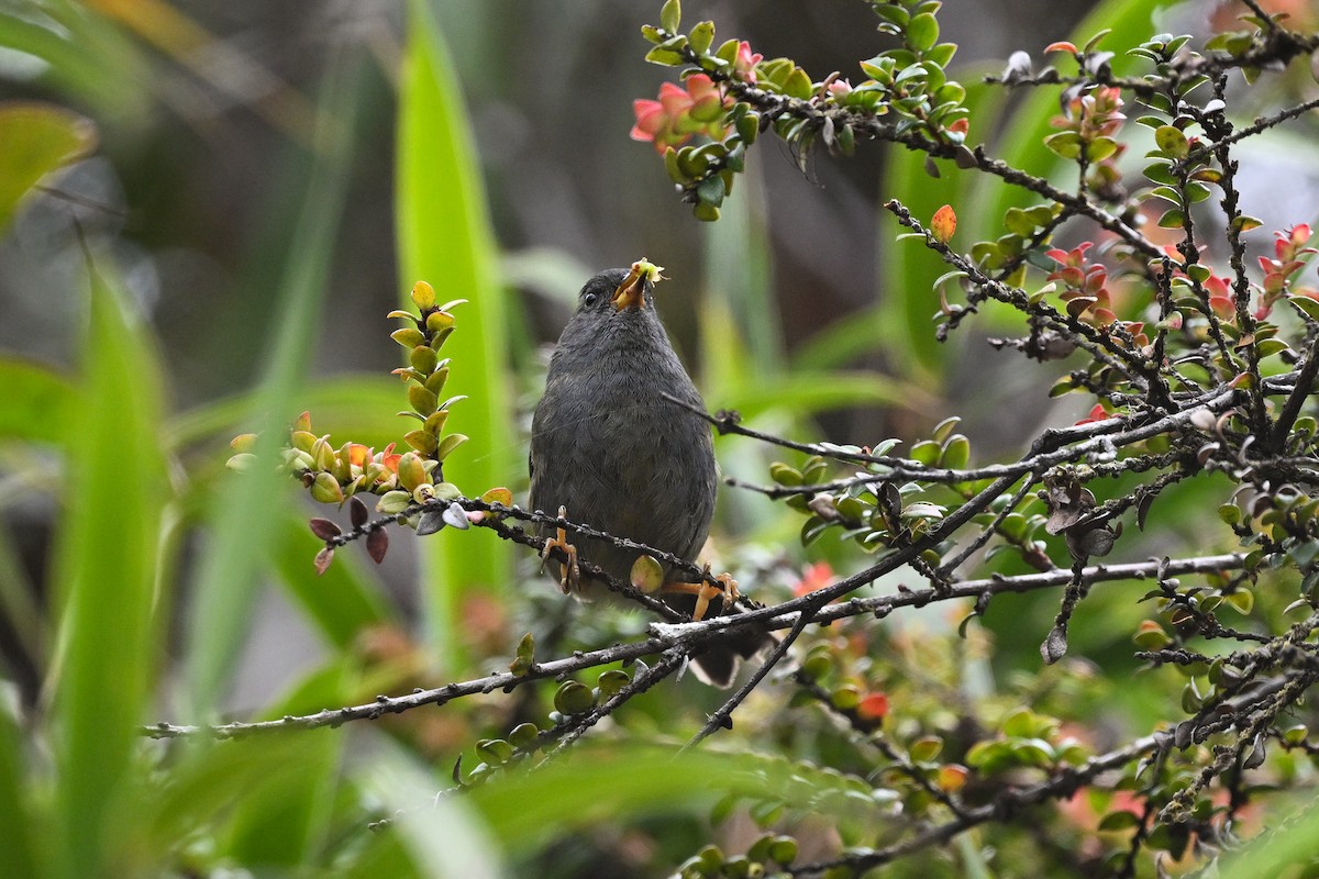 Peg-billed Finch - ML638786798