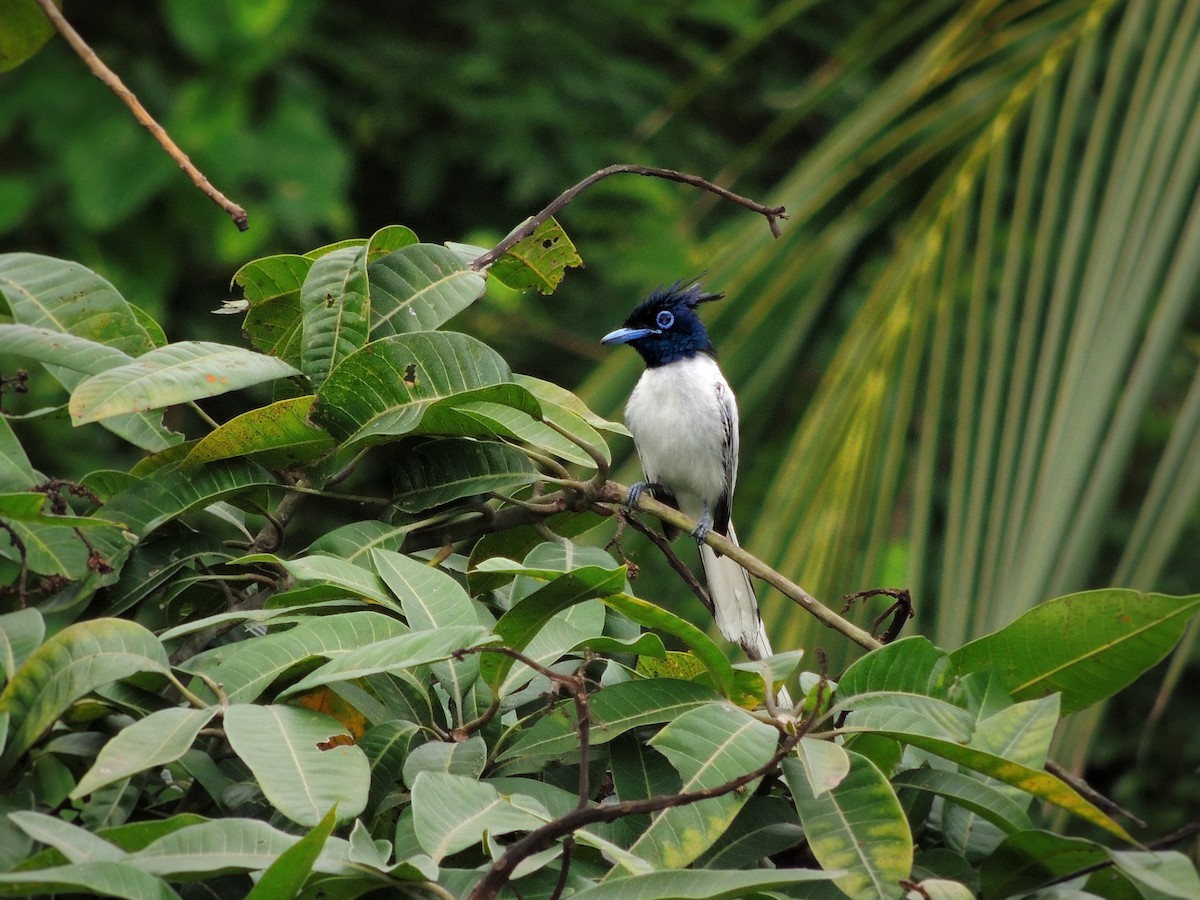 Indian Paradise-Flycatcher - ML638786801