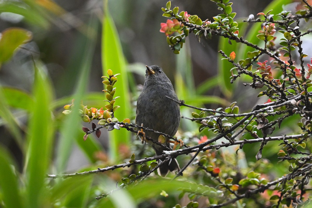 Peg-billed Finch - ML638786817