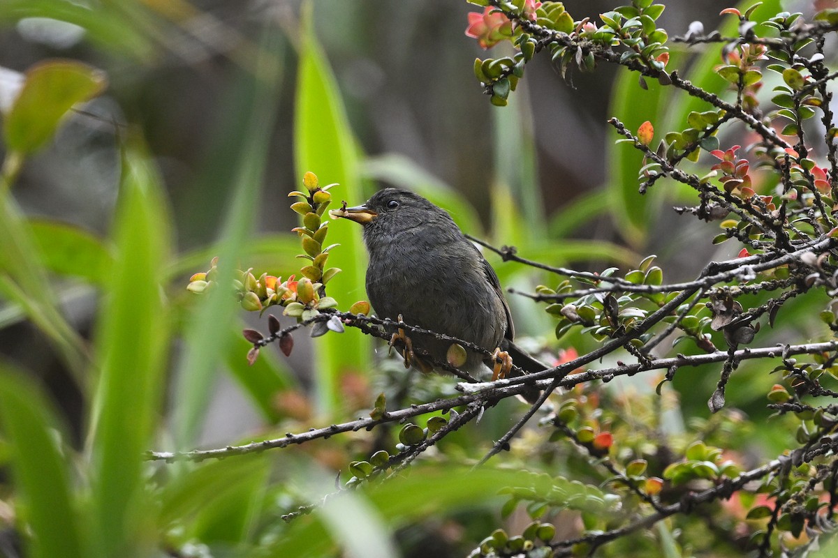 Peg-billed Finch - ML638786826