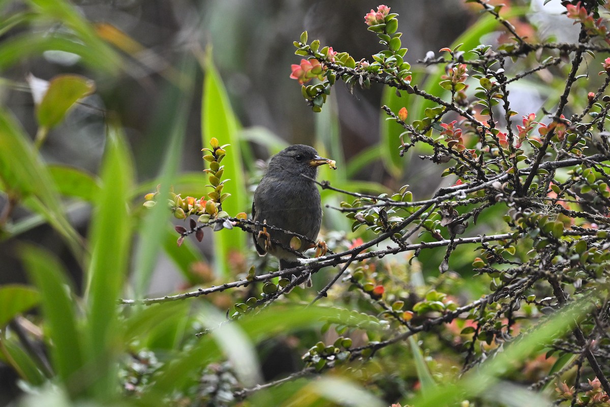 Peg-billed Finch - ML638786830