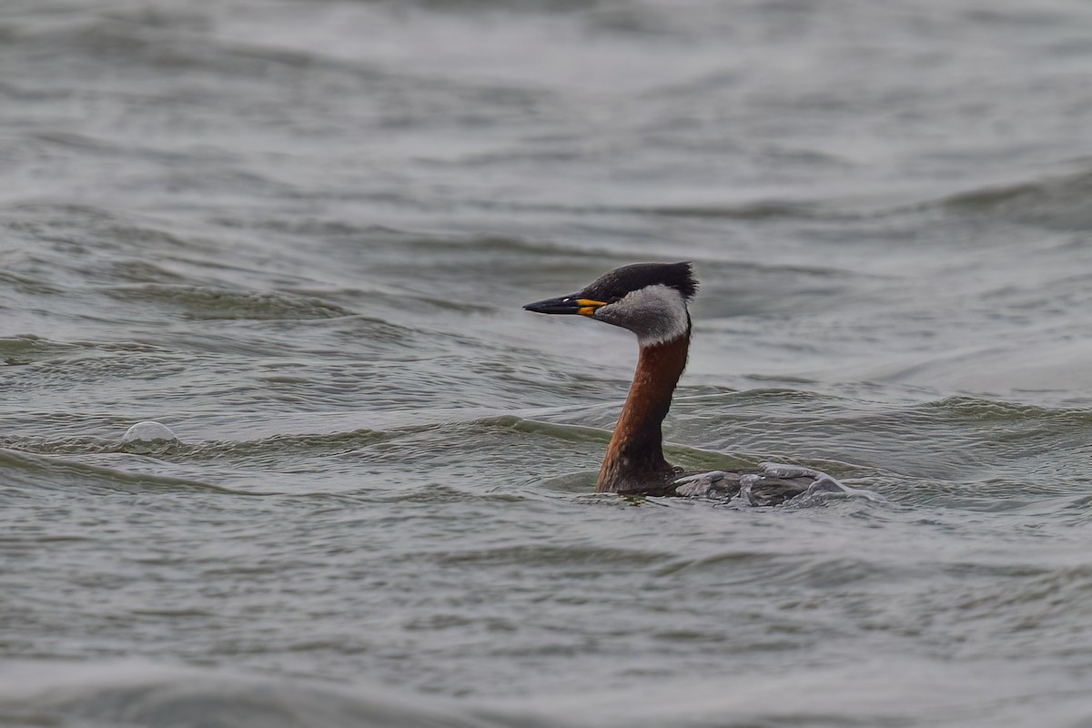 Red-necked Grebe - ML638786831