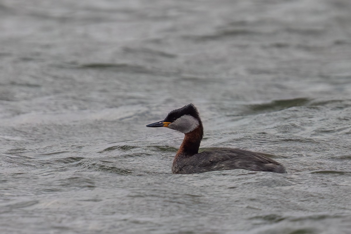 Red-necked Grebe - ML638786832