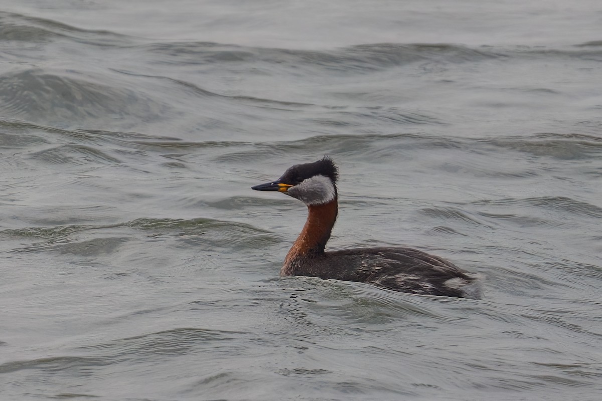Red-necked Grebe - ML638786834