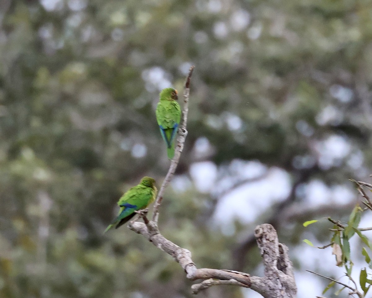 Peach-fronted Parakeet - ML638786838