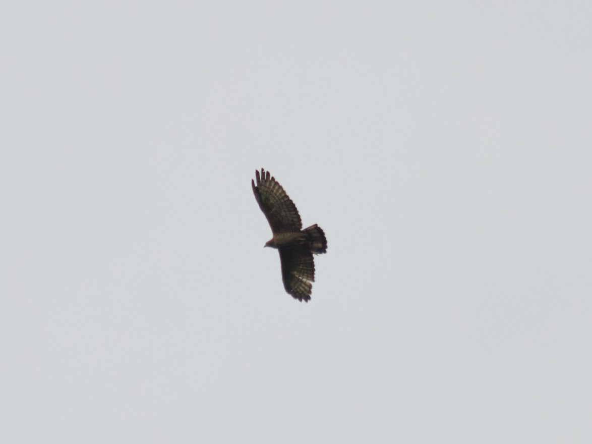 Oriental Honey-buzzard - ML638786841