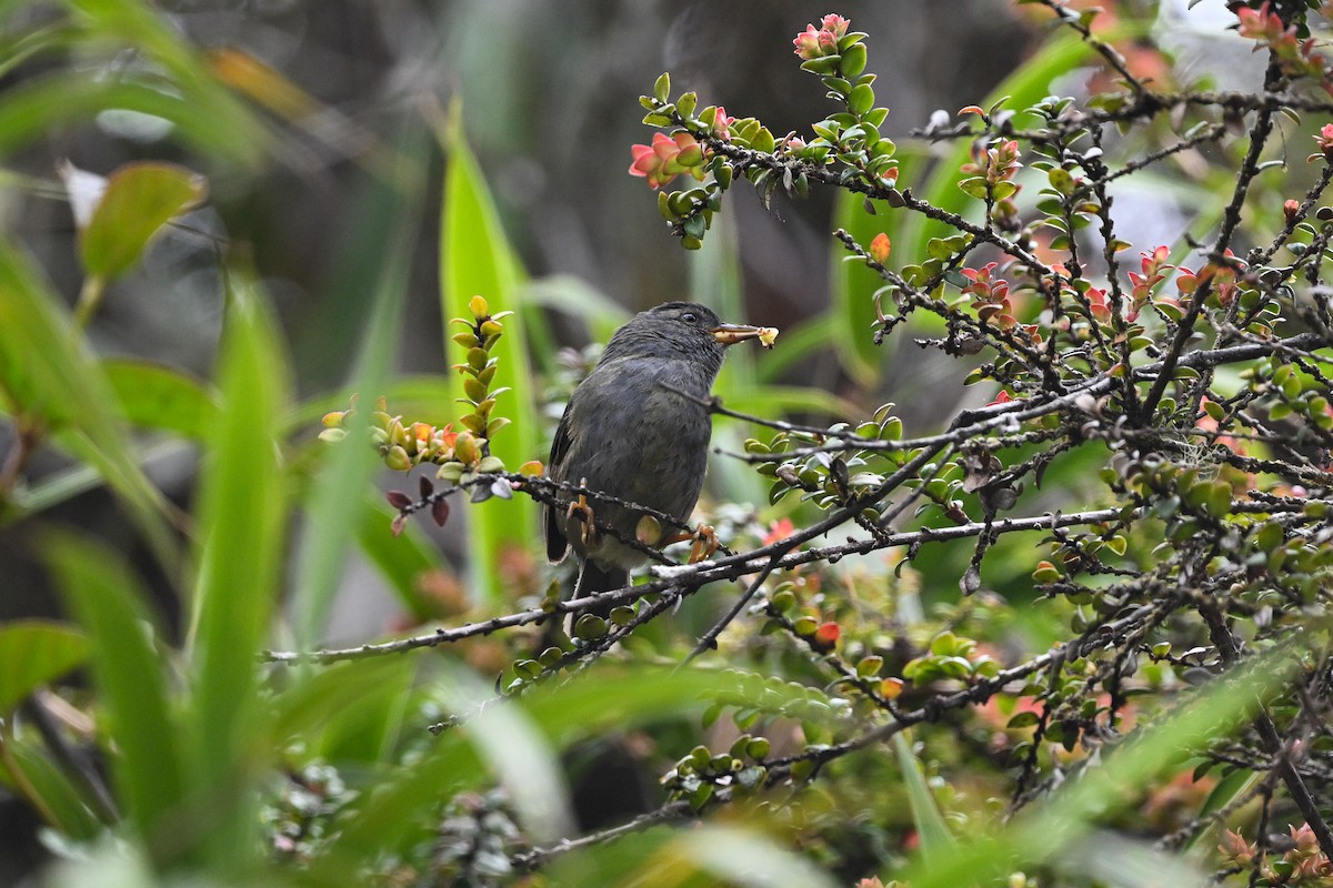Peg-billed Finch - ML638786843