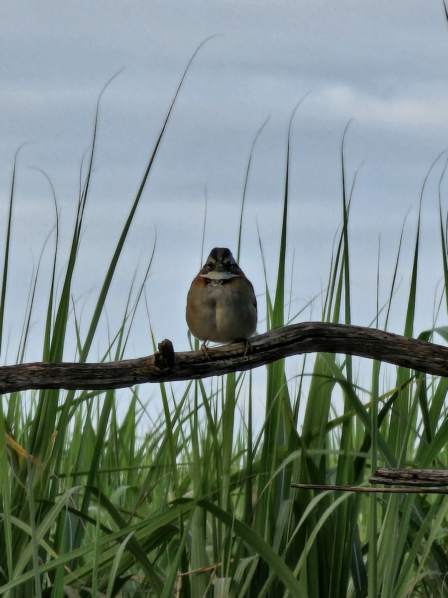 Rufous-collared Sparrow - ML638786850