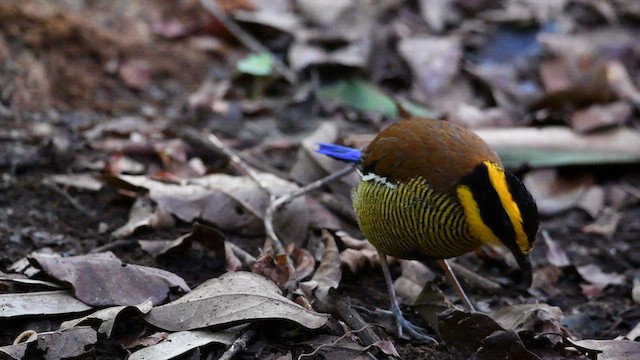 Bornean Banded-Pitta - ML638786880